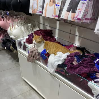Hijyen Sorunu: Mağazada İç Çamaşırları Arasında Yatan Kedi