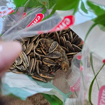 Migros'ta Kuruyemişten Çıkan Şok Edici Sürpriz