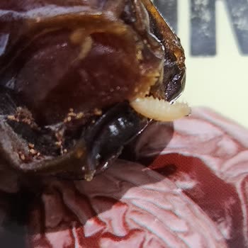 Simbat Kuruyemiş Hurma İçindeki Kurt Şoku