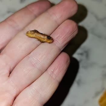 Hacıbozanoğulları Tatlıda Tahta Parçası Şoku