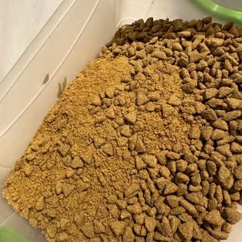 Ezilmiş Kedi Maması Ve Yetersiz Hizmet