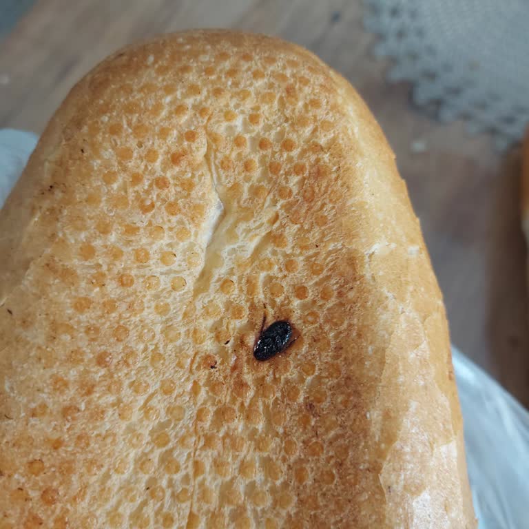 Belediye Ekmeklerinde Hijyen Sorunu: Halk Sağlığı Tehlikede!