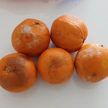 Migros'tan Gelen Çürük Meyveler