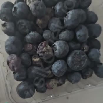 Migros Sanal Market Gönderdiği Ürün Buyurun Yanmış Ekmek Yabani Mersini!
