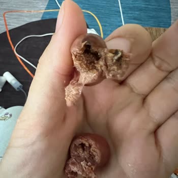 Kurtlu Zeytin Skandalı: Yüksek Fiyat, Düşük Kalite