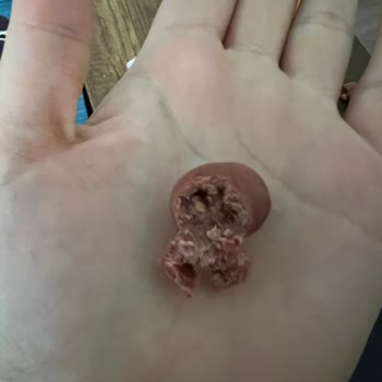 Kurtlu Zeytin Skandalı: Yüksek Fiyat, Düşük Kalite