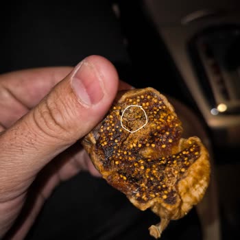 Kuru İncirden Çıkan Kurt Şoku