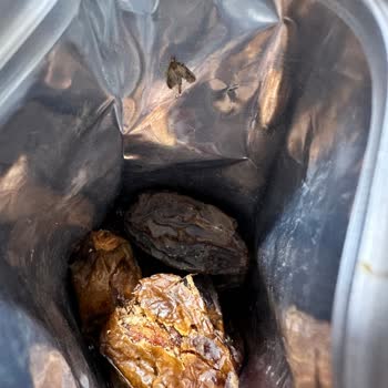 Güvenilir Markadan Beklenmedik Kurt Sorunu