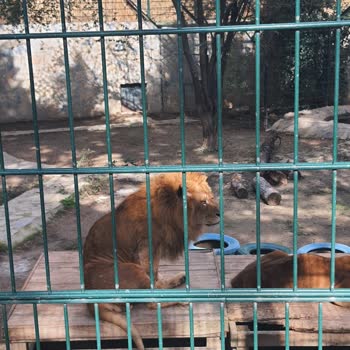 Hayvanların Mutsuzluğu Ve Uygun Olmayan Koşullar