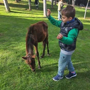 Hayvanların Mutsuzluğu Ve Uygun Olmayan Koşullar