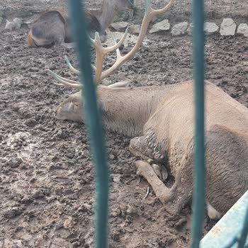 Hayvanların Mutsuzluğu Ve Uygun Olmayan Koşullar