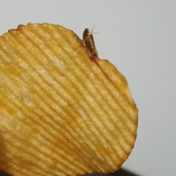 Found a Bug in My Ruffles Chips – Extremely Disappointed