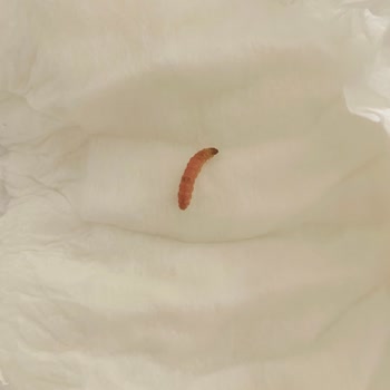 Bebek Bezinden Çıkan Korkunç Kurt!