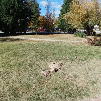 Kampüste Başıboş Köpek Tehlikesi