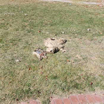 Kampüste Başıboş Köpek Tehlikesi