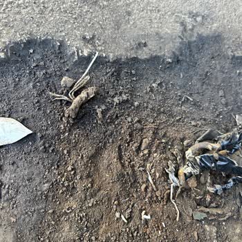 Tehlike Saçan Elektrik Kabloları
