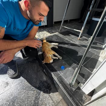 Zamanında Müdahale Edilmeyen Kedi İçin İhmal İsyanı