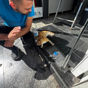 Zamanında Müdahale Edilmeyen Kedi İçin İhmal İsyanı