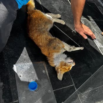 Zamanında Müdahale Edilmeyen Kedi İçin İhmal İsyanı