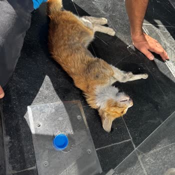 Zamanında Müdahale Edilmeyen Kedi İçin İhmal İsyanı