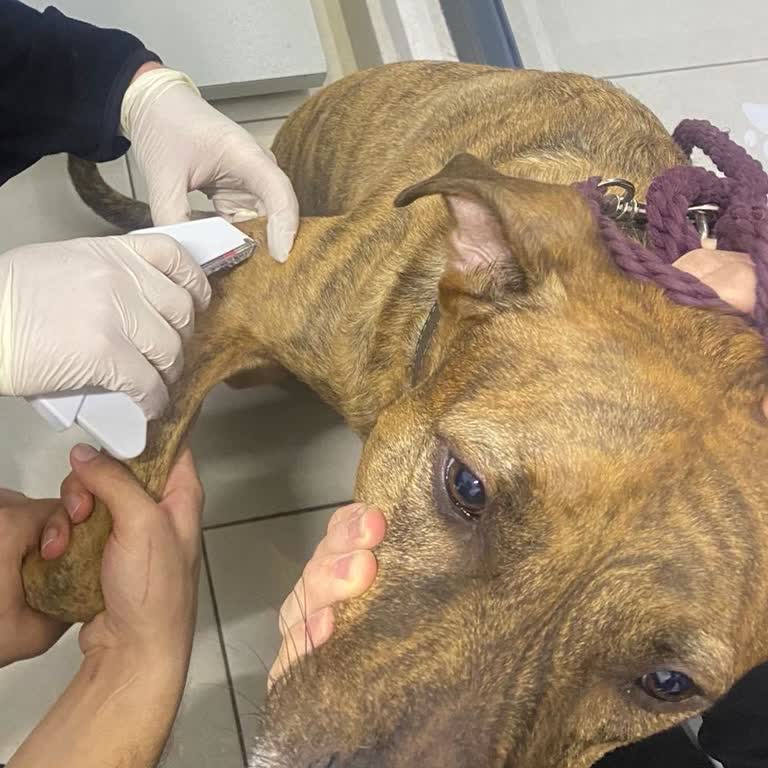 Veteriner Kliniğinde Yanlış Anlaşılmalar Ve Yetersiz Tedavi