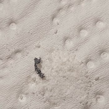 Dr. Oetker Krem Şanti'de Güven Sarsıcı Yabancı Madde!