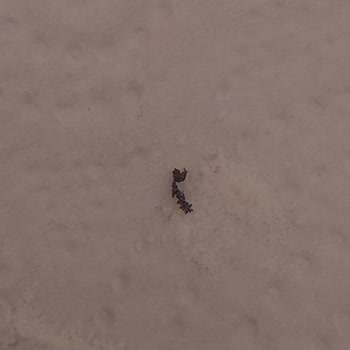 Dr. Oetker Krem Şanti'de Güven Sarsıcı Yabancı Madde!