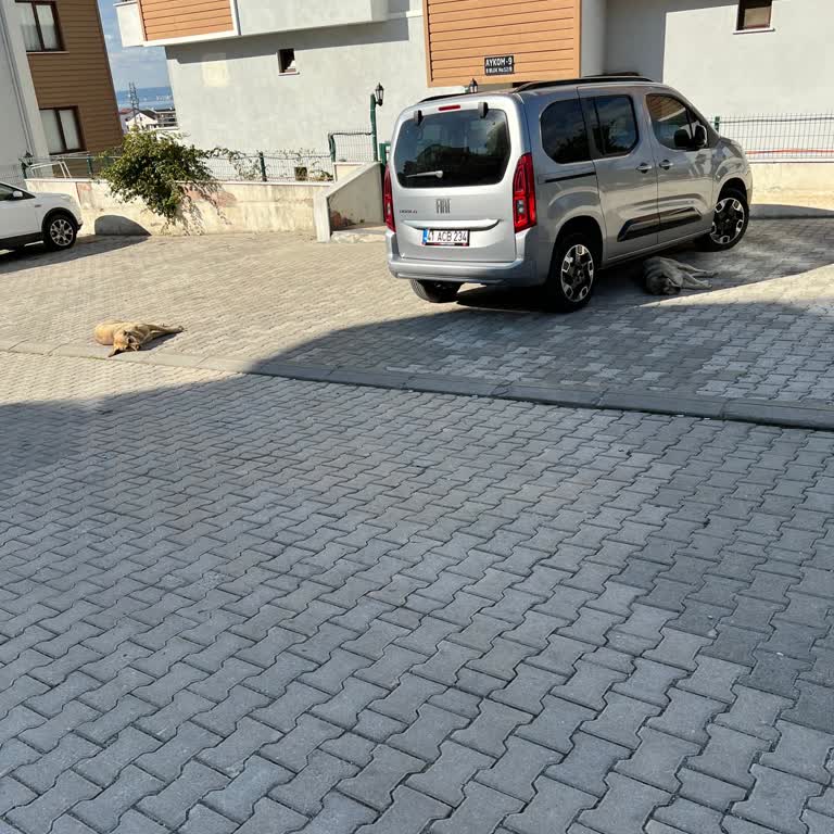 Mahalledeki Köpek Sorunu: Güvenlik Ve Huzur Tehlikede