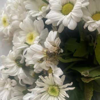 ÇiçekSepeti hat verdorbene Blumen geliefert, unzuverlässiger Service bei Bestellung