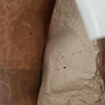 Şok Market'te Hijyen Sorunu Ve Yetersiz Hizmet