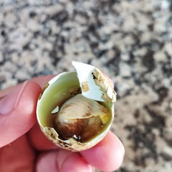 Tarım Kredi Kooperatif Market Çürük Bıldırcın Yumurtası: Güvenilirlik Sorunu