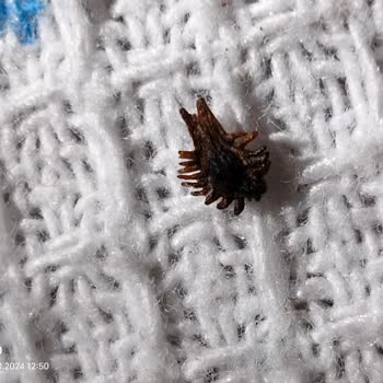 Peynirde Böcek Şoku: Çocuğumun Peynir Korkusu