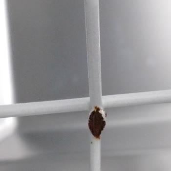 Arçelik Bulaşık Makinesi Sepetlerinde Tekrarlayan Paslanma Sorunu