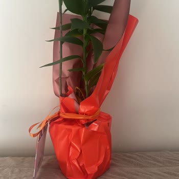 Özensiz Paketleme Ve Geç Teslimat Hüsranı