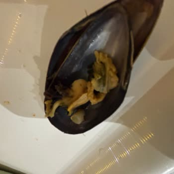 Metro Grossmarket'ten Aldığım Midyeler Yenilmeyecek Durumda