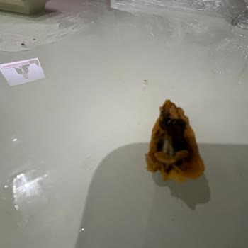 Metro Grossmarket'ten Aldığım Midyeler Yenilmeyecek Durumda