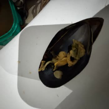 Metro Grossmarket'ten Aldığım Midyeler Yenilmeyecek Durumda