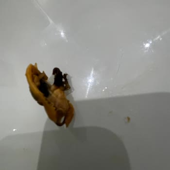 Metro Grossmarket'ten Aldığım Midyeler Yenilmeyecek Durumda