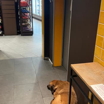 Shell Gas Station in Beykoz Has a Stray Dog Inside the Market Area Near Food