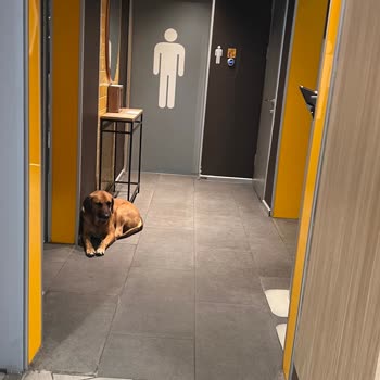 Shell Gas Station in Beykoz Has a Stray Dog Inside the Market Area Near Food