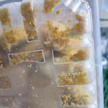 Gedik Marka Nuggetların Beklenmedik Küflenmesi