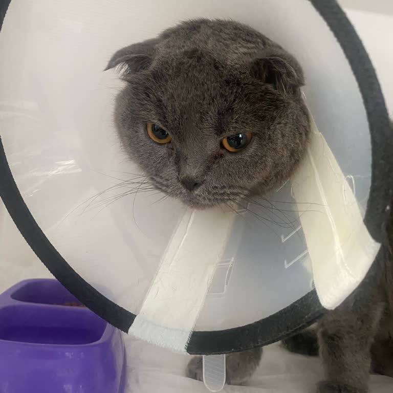 Veteriner Kliniğinde İhmalkarlık Ve Kayıp