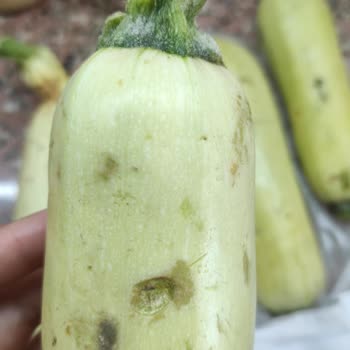 A101 Kapıda: Çürük Ürünler Ve Ulaşılamayan Müşteri Hizmetleri