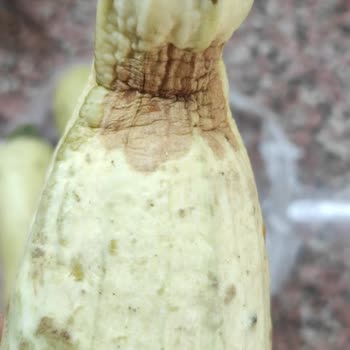 A101 Kapıda: Çürük Ürünler Ve Ulaşılamayan Müşteri Hizmetleri