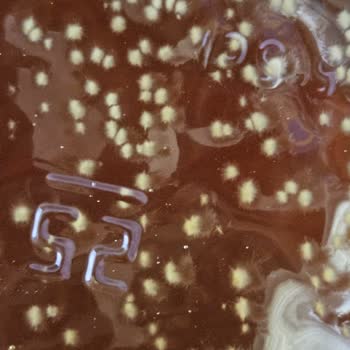 Balparmak Yayla Balında Küf Benzeri Sorun