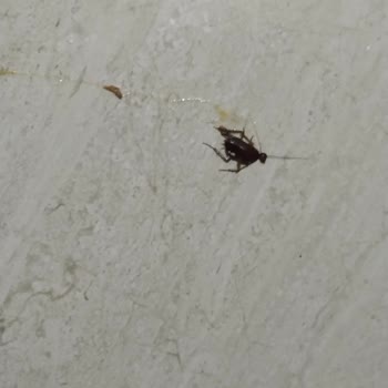 Yanıltıcı Fiyatlandırma Ve Kötü Hizmet