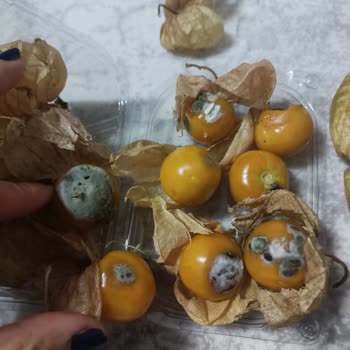 Migros Sanal Market Kampanya Ve Ürün Sorunları