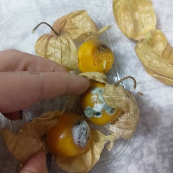 Migros Sanal Market Kampanya Ve Ürün Sorunları