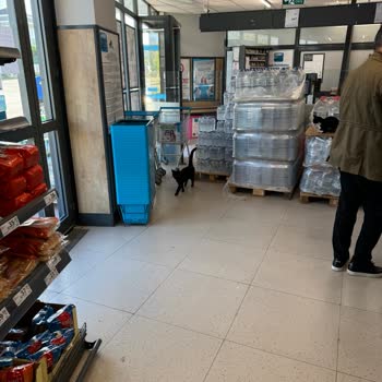 Market İçinde Kediler: Hijyen Ve Güvenlik Endişesi