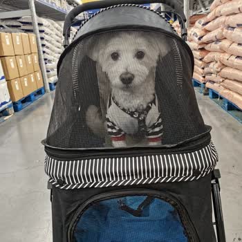 Metro Grossmarket Evcil Hayvanlarla Alışverişte Engeller Ve Çifte Standartlar